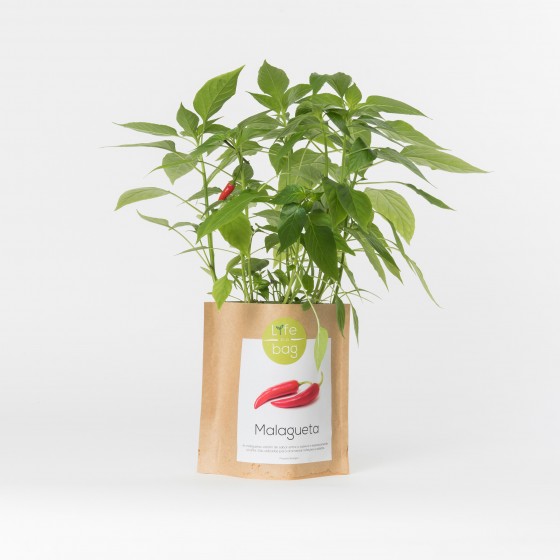Grow Bag Malagueta Grow Bag Malagueta