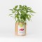 Grow Bag Malagueta Grow Bag Malagueta