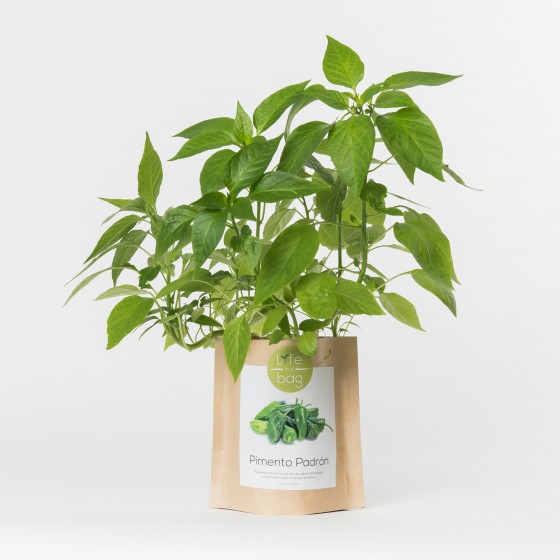 Grow Bag Pimentos Padrón Grow Bag Pimentos Padrón