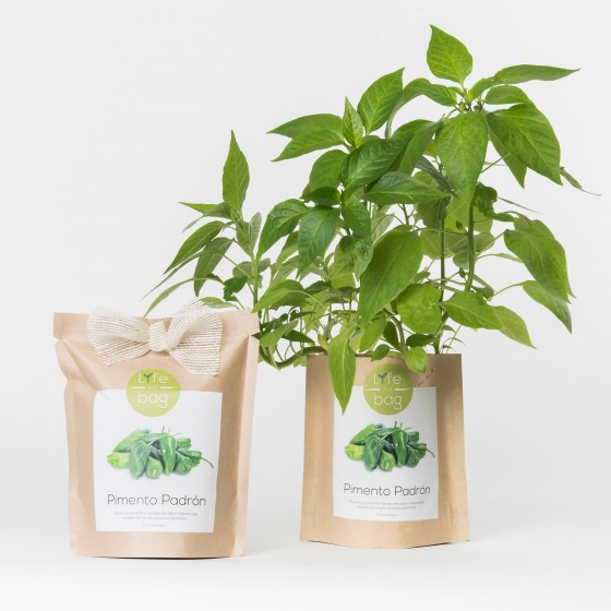 Grow Bag Pimentos Padrón Grow Bag Pimentos Padrón