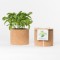 Grow CorK Pote Manjericão Grow CorK Pote Manjericão