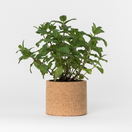 Grow CorK Pote Hortelã Grow CorK Pote Hortelã