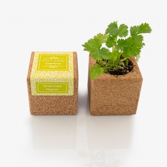 Grow Cube Coentros Grow Cube Coentros