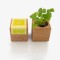 Grow Cube Coentros Grow Cube Coentros